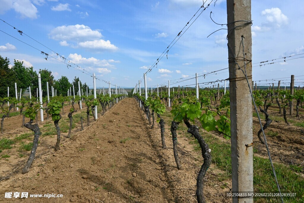 田园风光下的整齐葡萄园