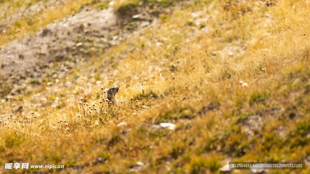 秋日旷野中的荒芜景致
