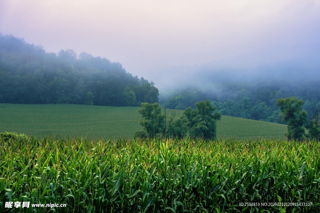 晨雾中的田野与玉米地