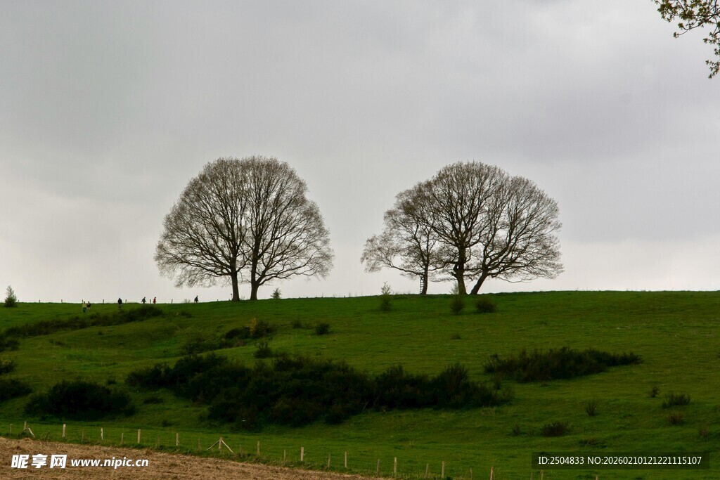 原野上的两棵孤独树木