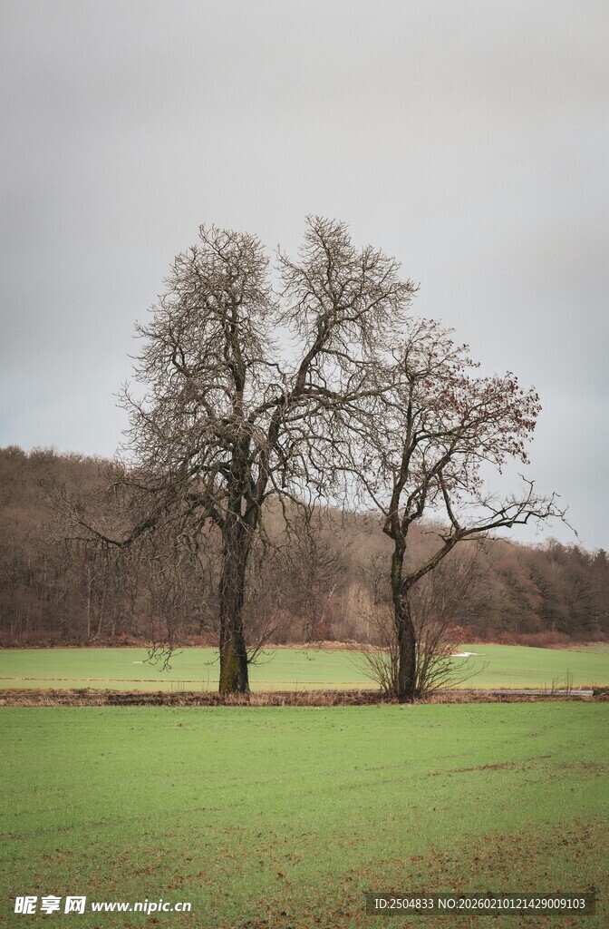 田野中两棵光秃的树木