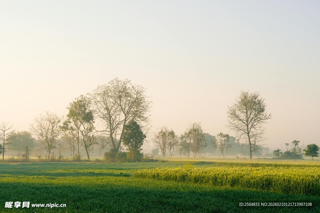 田园晨光中的田野与树木