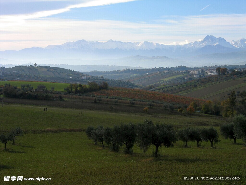 田园风光中的橄榄树景观