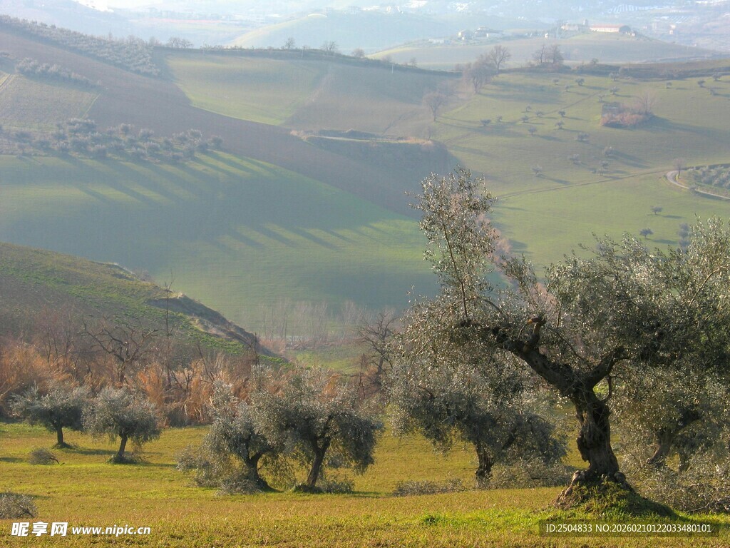田园橄榄树风光美景