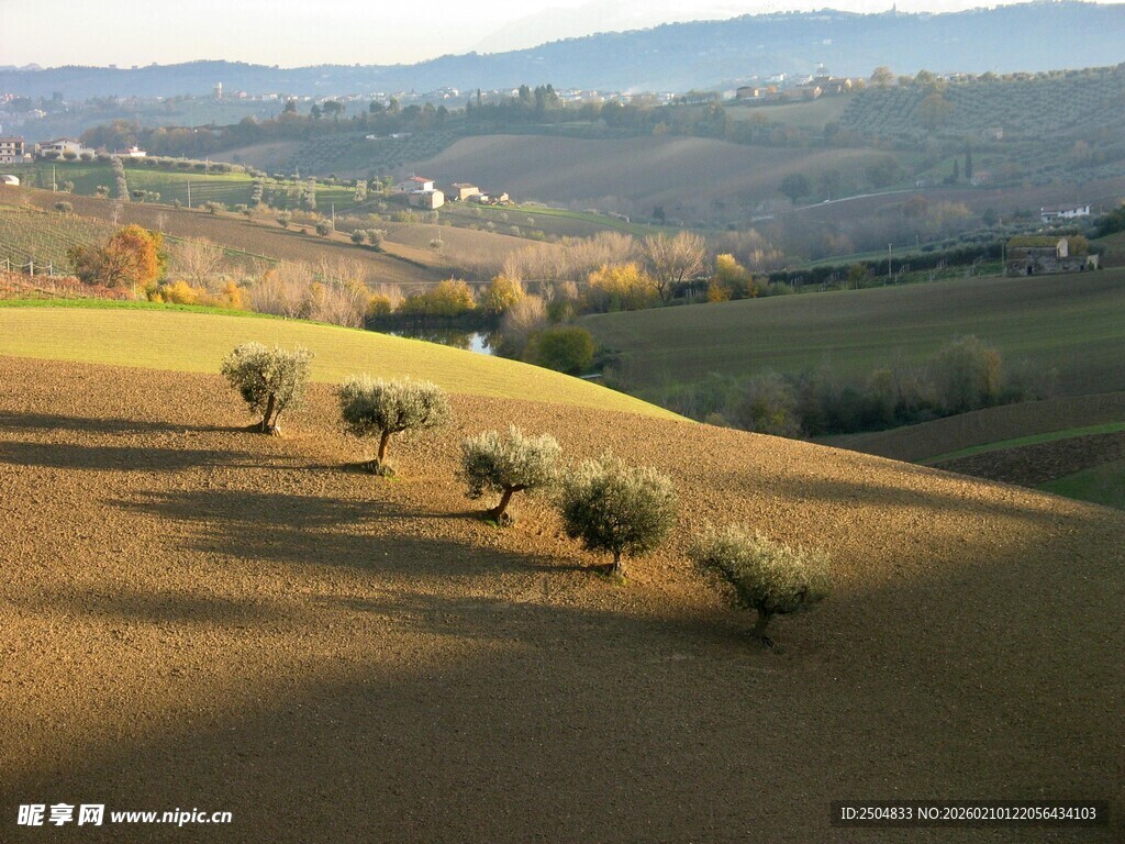 田园风光中的橄榄树