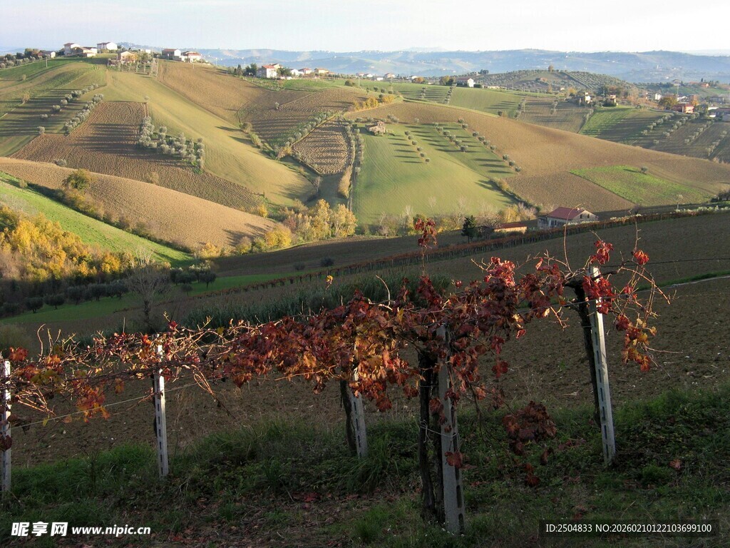 秋日田园葡萄园风光