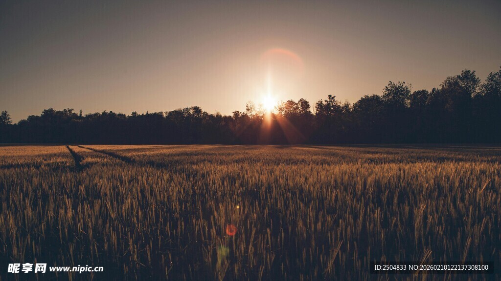 夕阳下的麦田美景