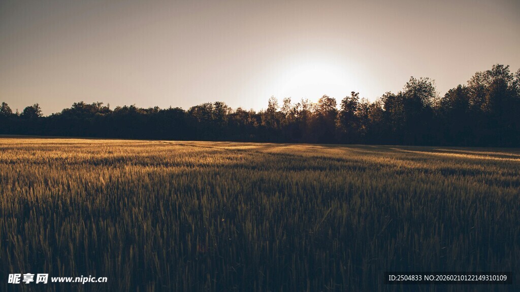 夕阳下的麦田美景