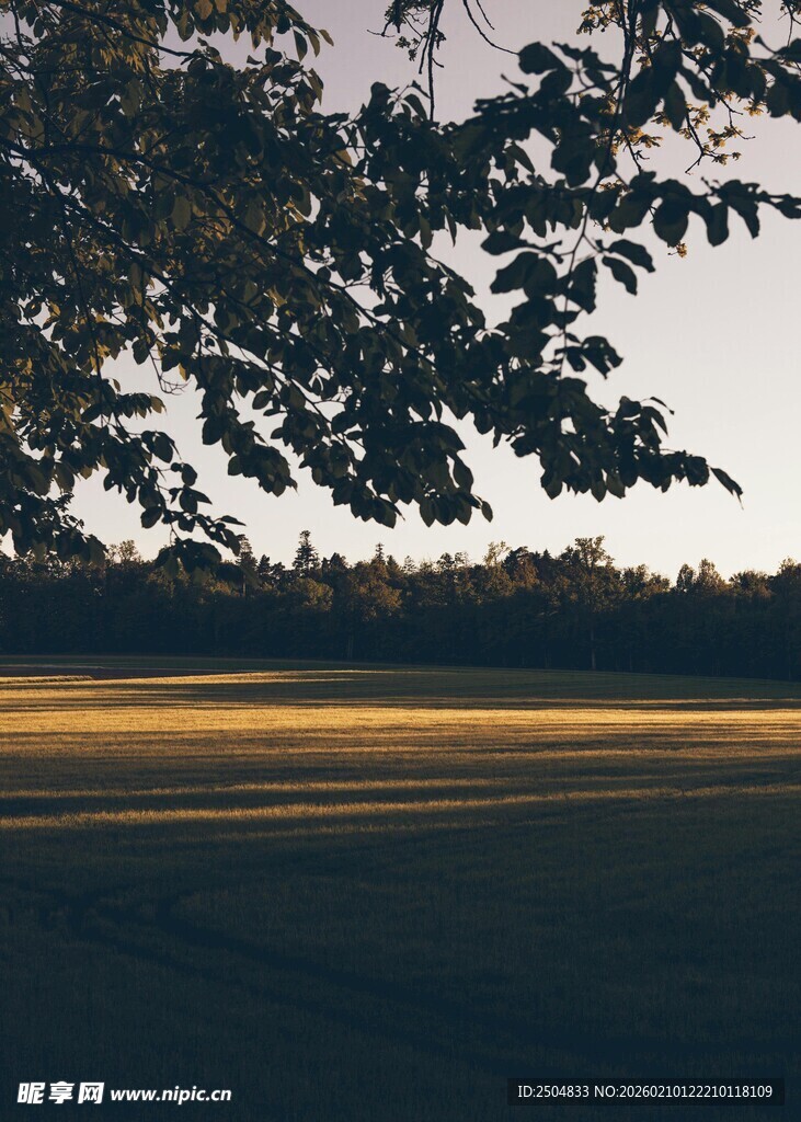 黄昏下的树林与光影
