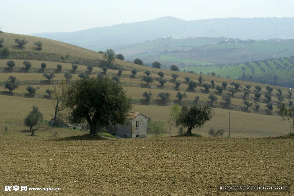 田园风光中的橄榄树景观