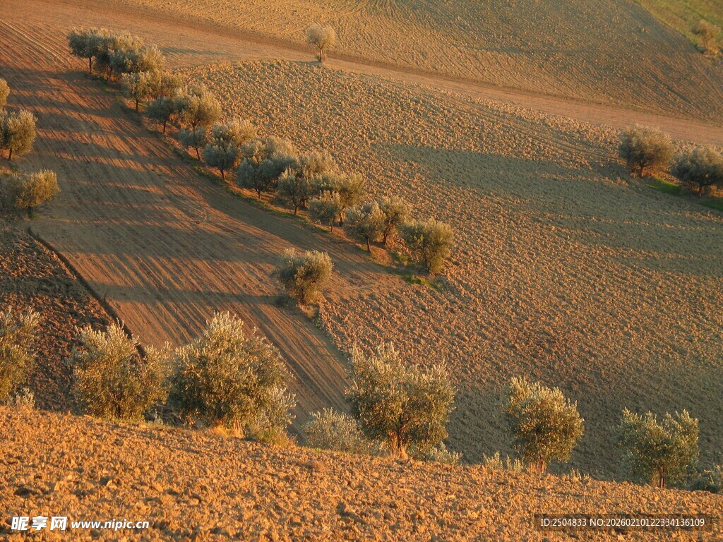 黄昏下的田野与树木景观