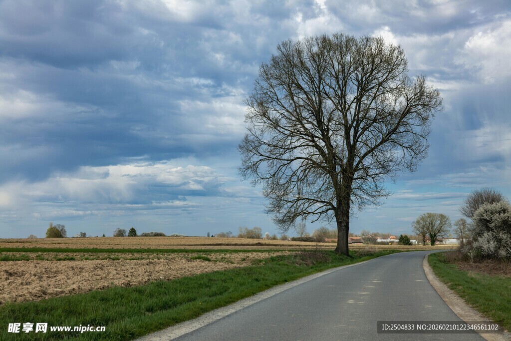 乡间孤树旁的宁静小路