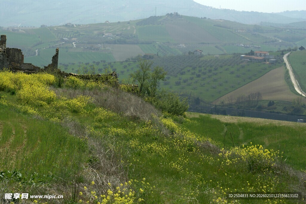 山坡美景 绿意与黄花交织