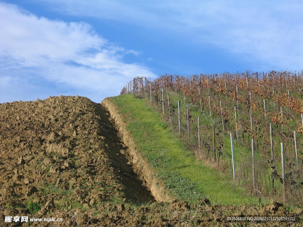 山坡上的多彩植被景观