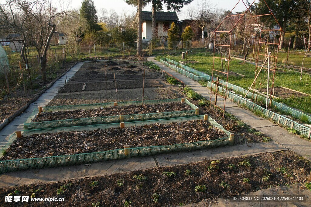 家庭菜园 规整的种植区域