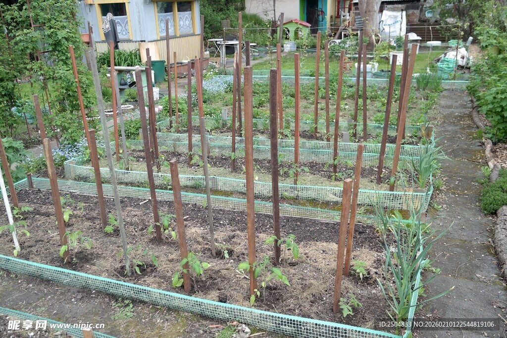 家庭菜园 有序的种植区域