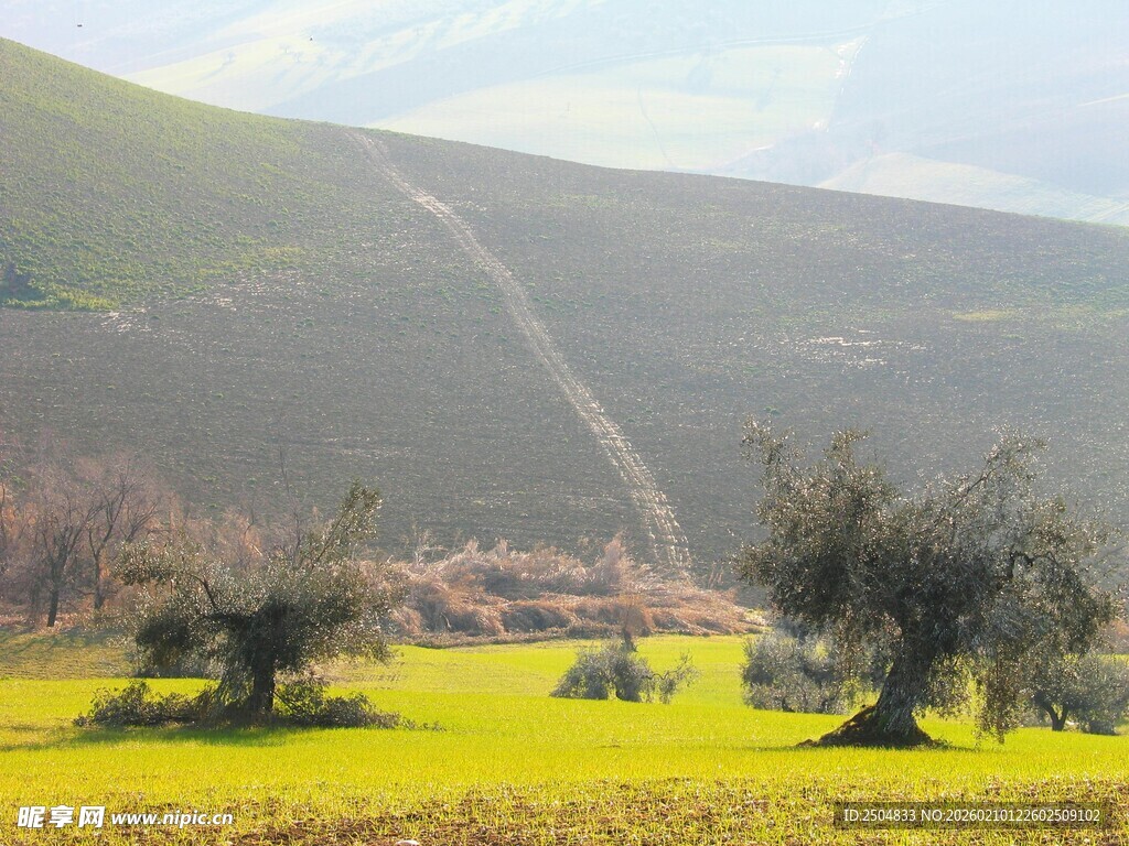 田园风光中的葱郁树木