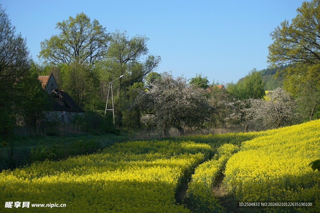 春日田野间的灿烂油菜花田