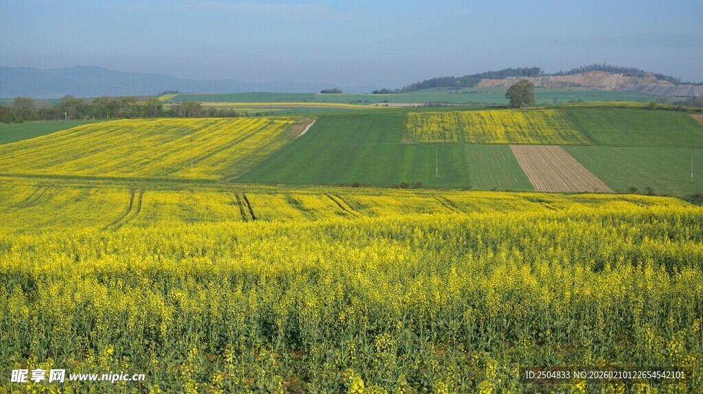 金黄油菜田的美丽风光