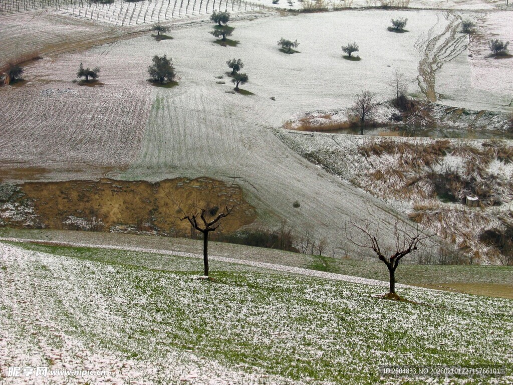 雪覆田野中的孤树