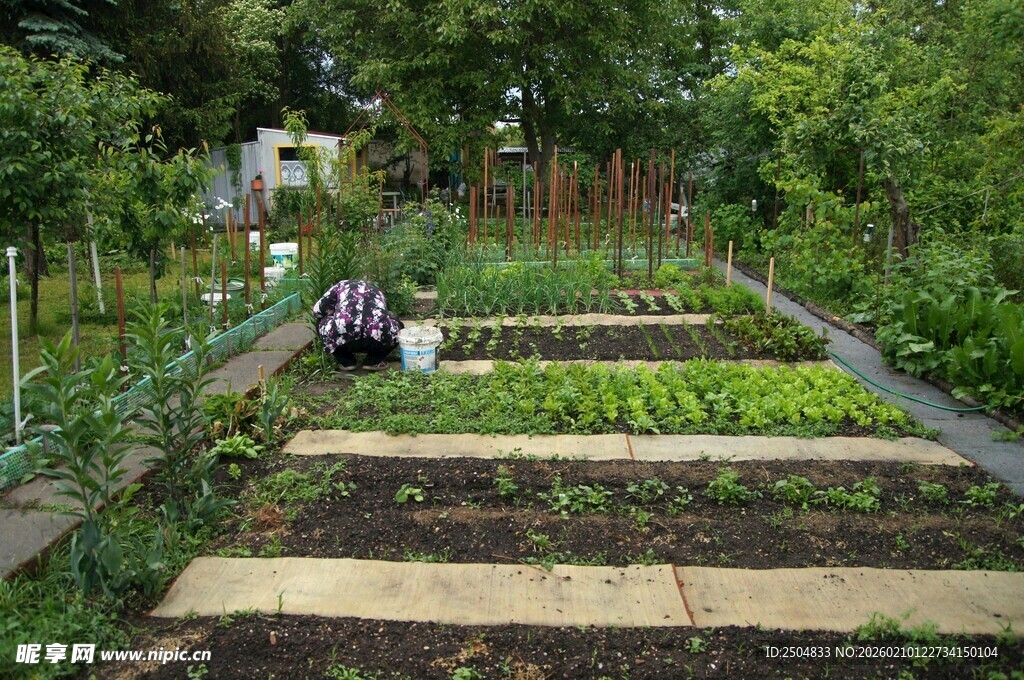 田园菜园劳作场景