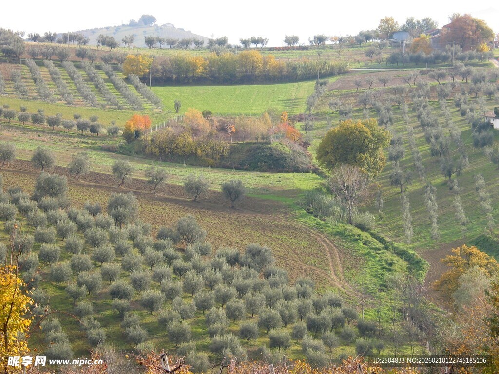 秋日山坡上的橄榄树景观