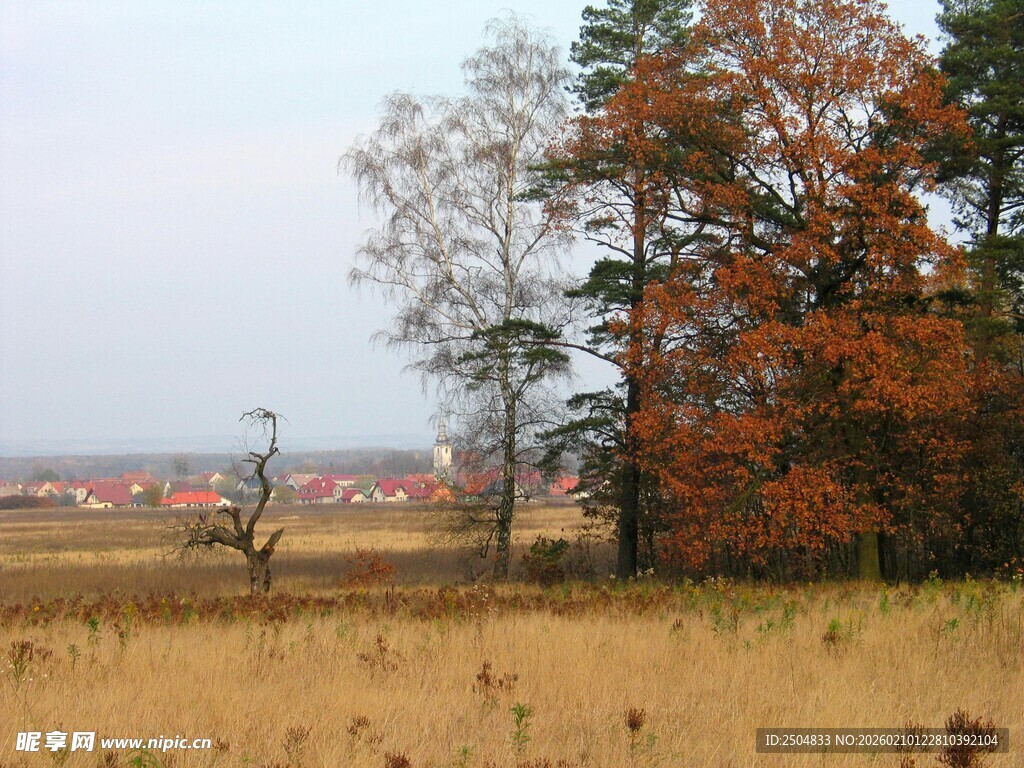 秋日旷野旁的多彩树木