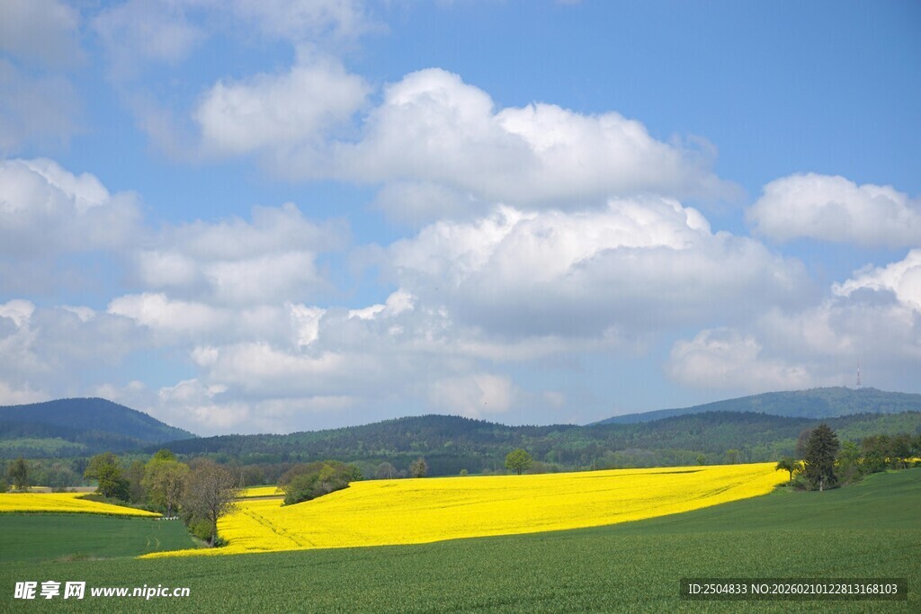 春日金黄油菜花海美景