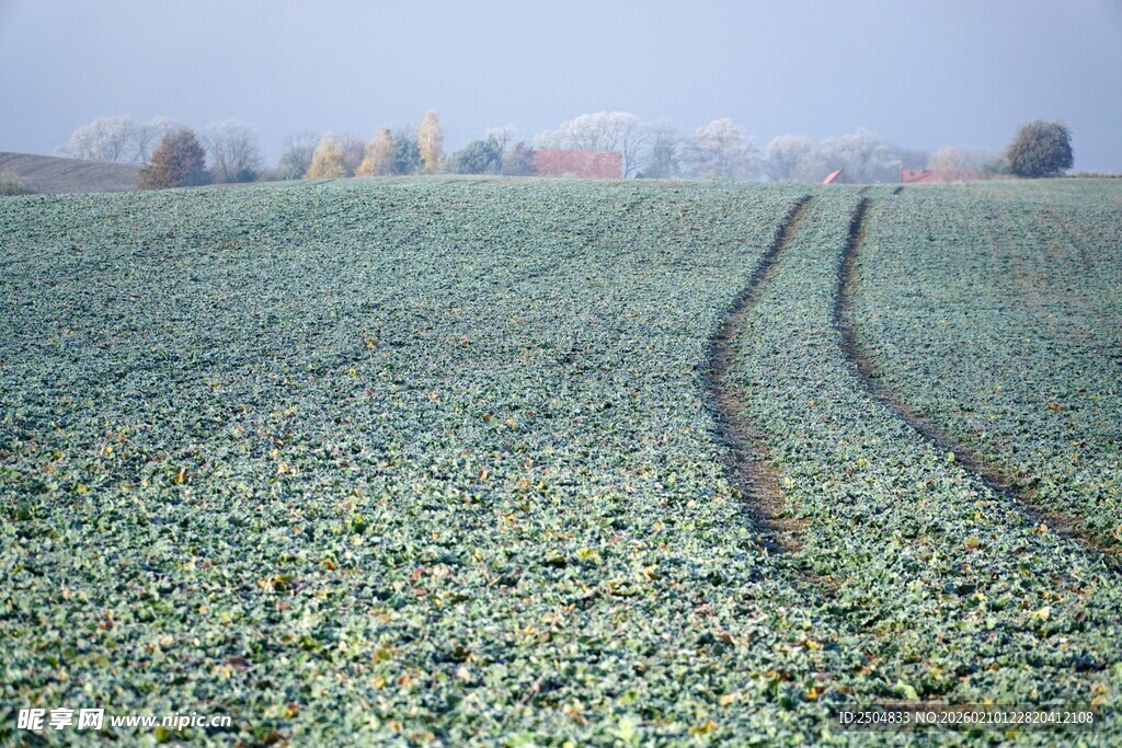 田野车辙印 绿意盎然景