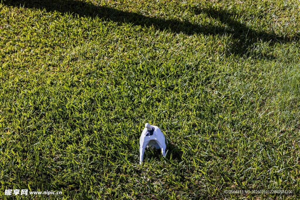 草地上的可爱小狗
