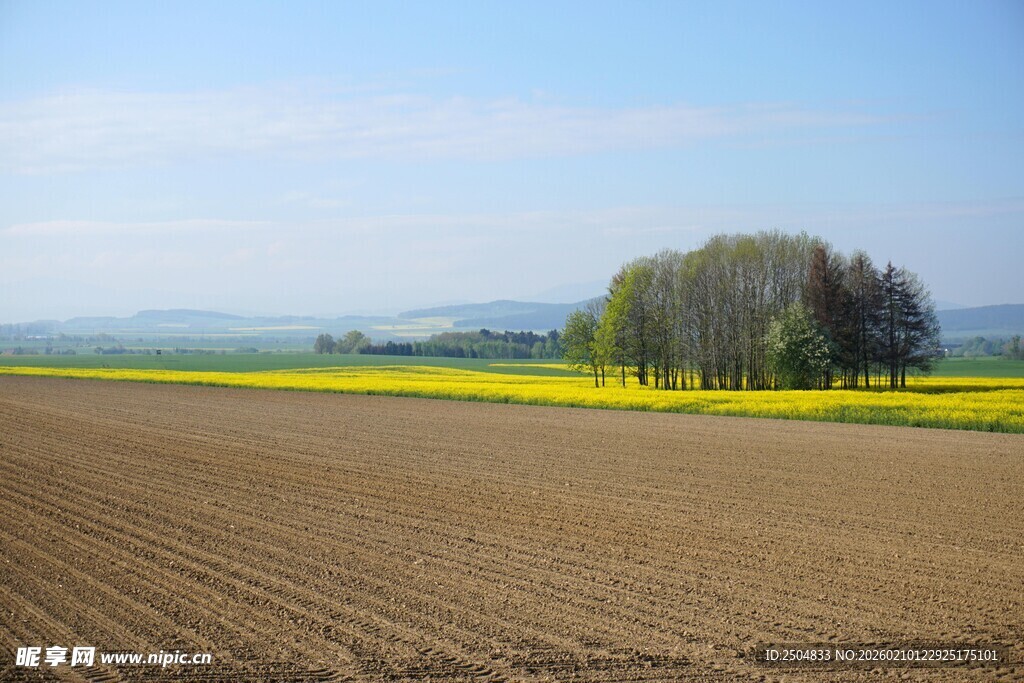 田野风光 黄绿交织之景