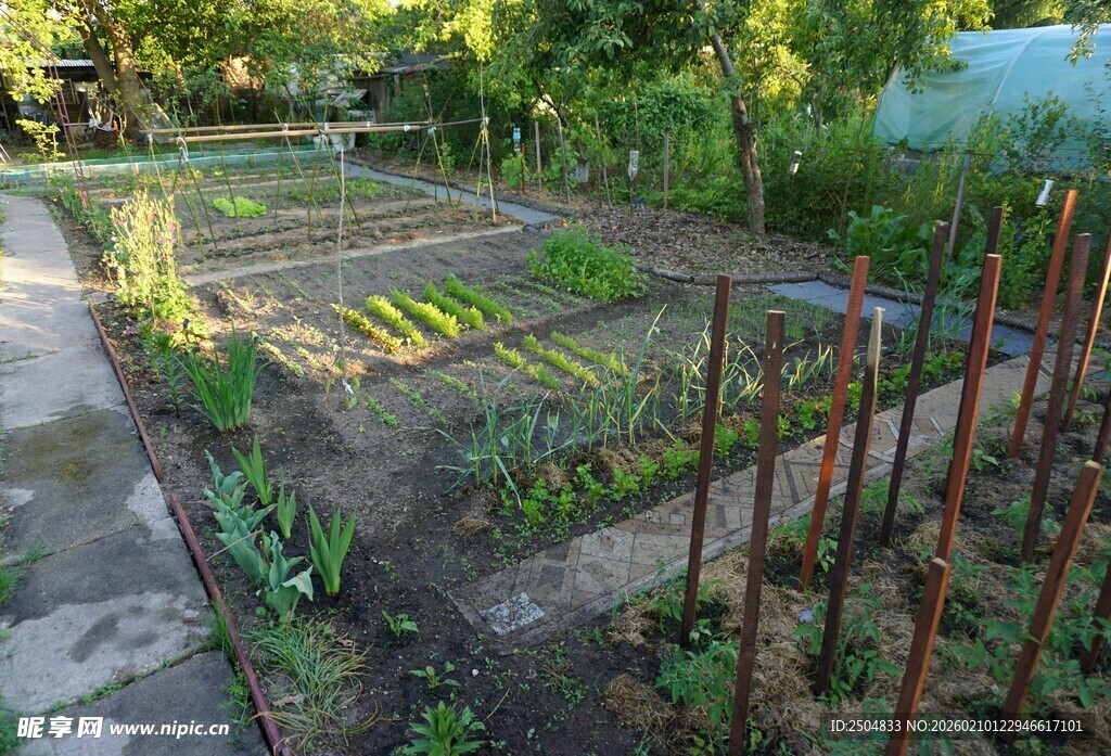 田园菜园 绿意盎然的种植地