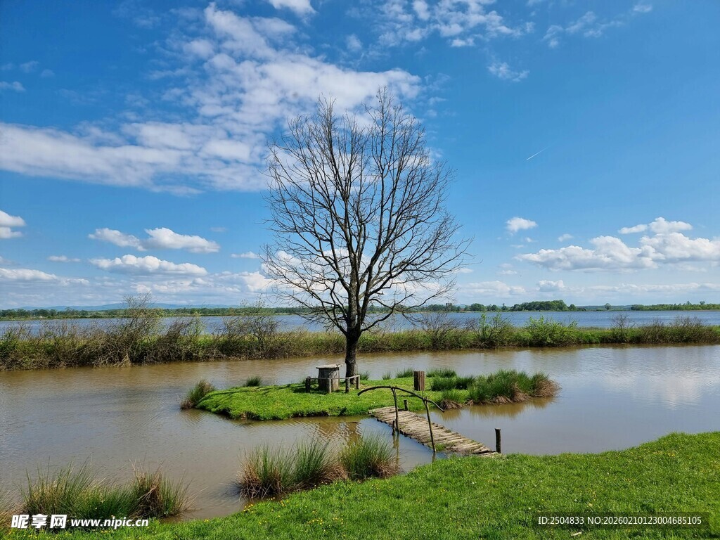 湖畔孤树 自然静谧风光