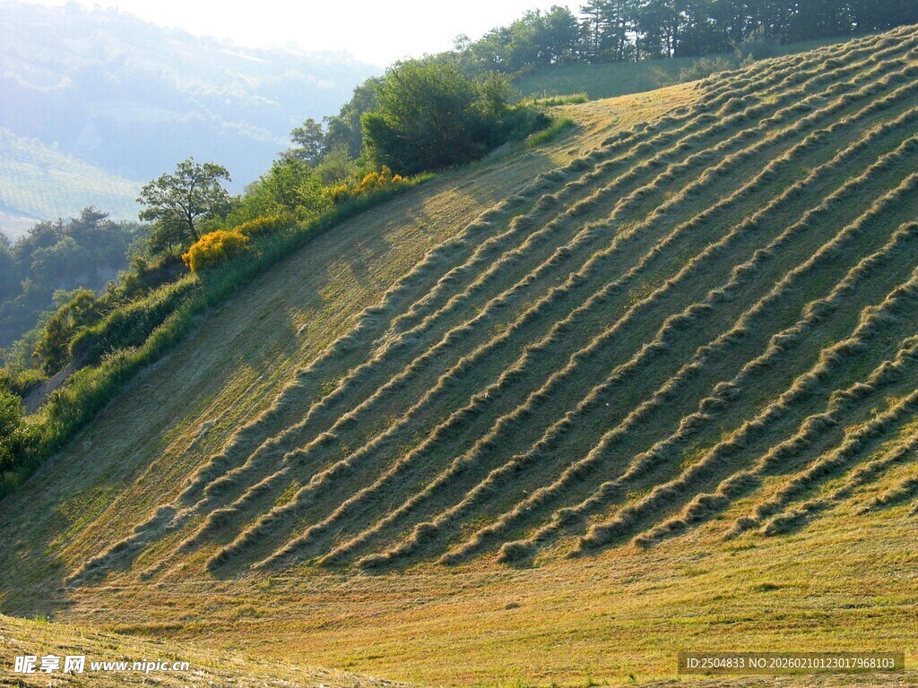 山坡上整齐的农田景观