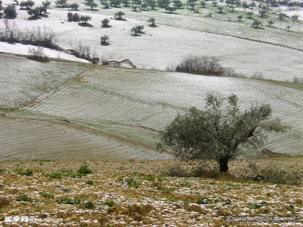 雪野中的孤独橄榄树