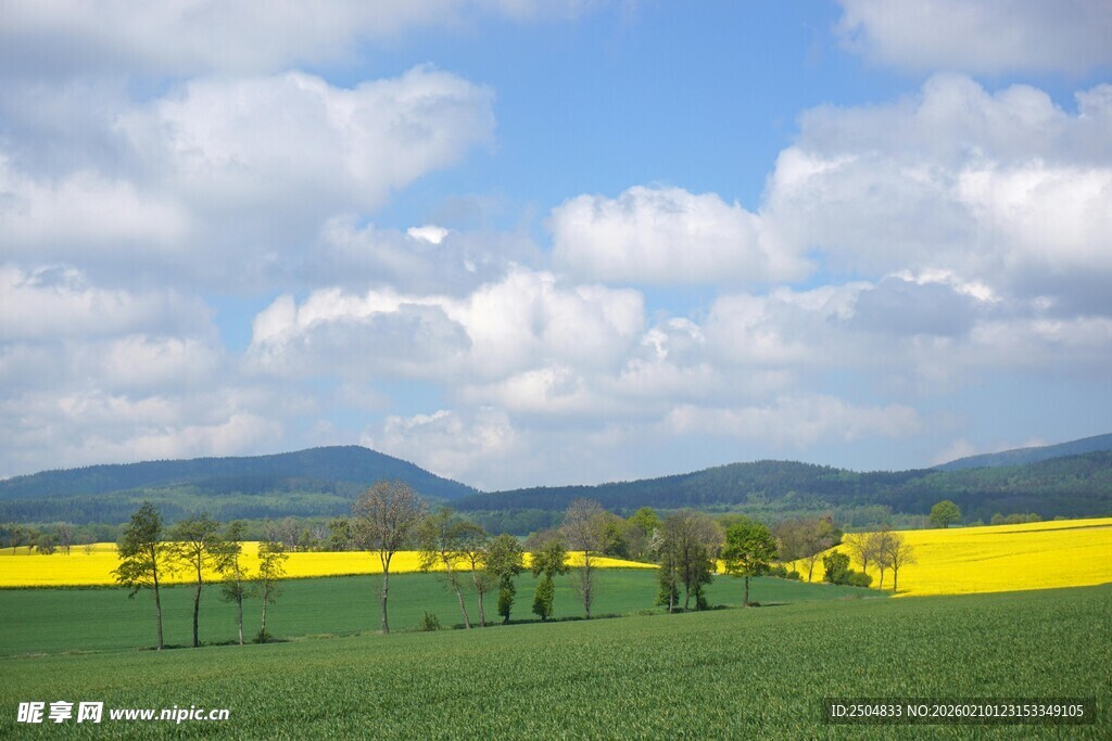 田园风光中的金黄油菜花田