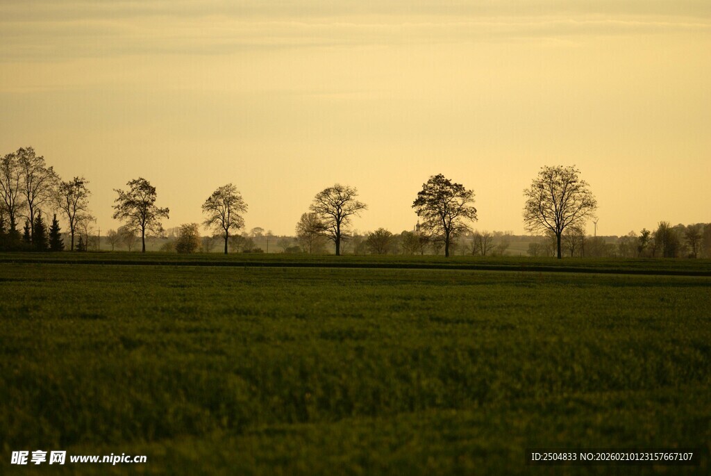 黄昏下的田野与树木