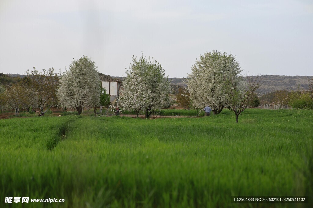 春日绿野间的繁花树木