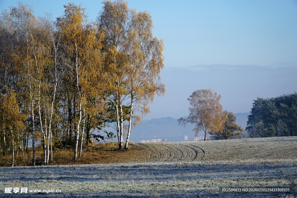 秋日田野旁的金黄树林