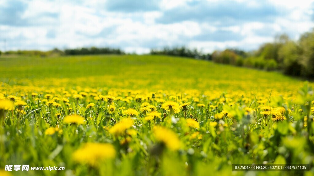 金黄蒲公英花海田园风光
