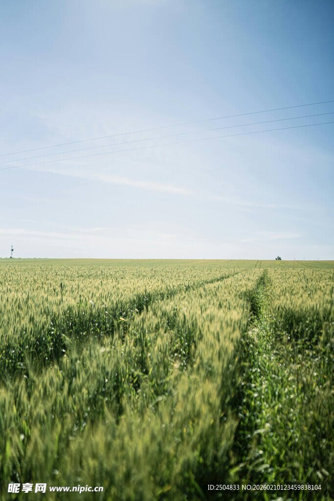 广袤麦田 尽显田园风光