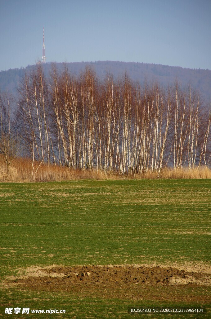 原野上的白桦林