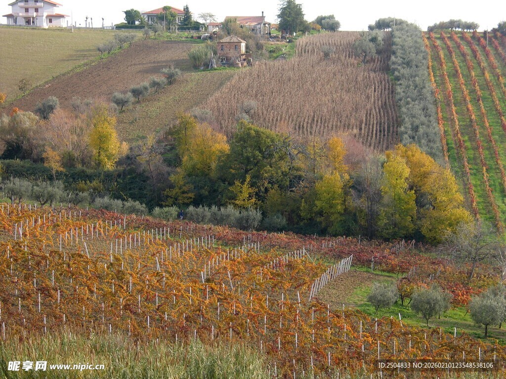 秋日乡村葡萄园美景