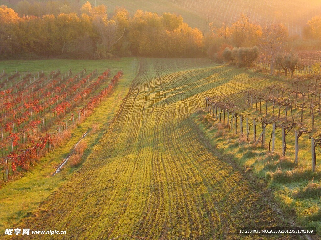 田园晨光下的多彩农田