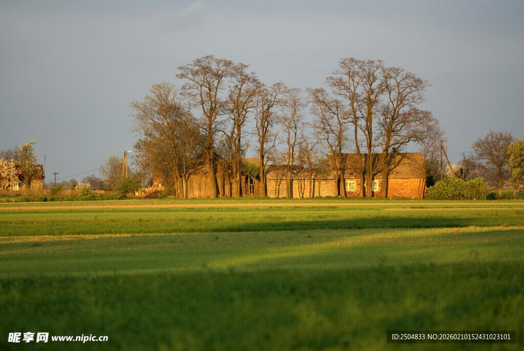 黄昏下的草地与树木景观