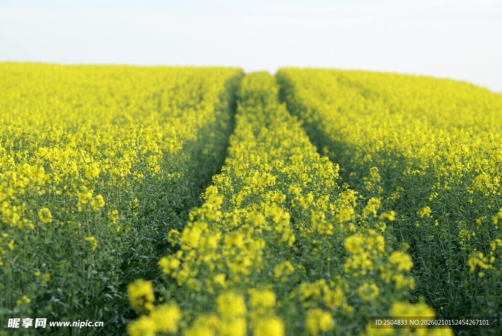 金黄油菜田 田园好风光