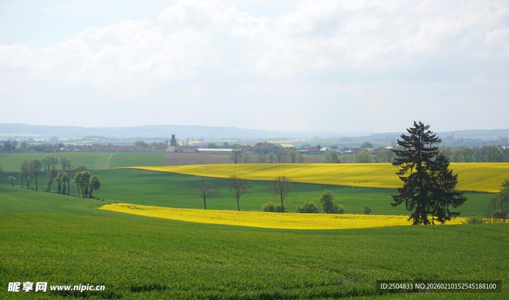 田园风光中的孤树与花田