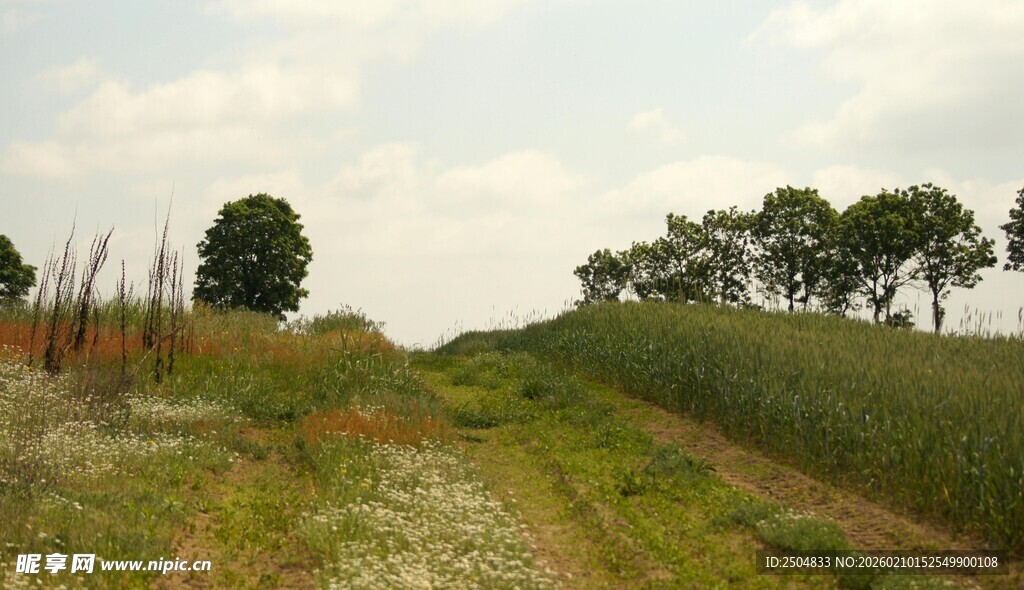 乡间田野小路风景