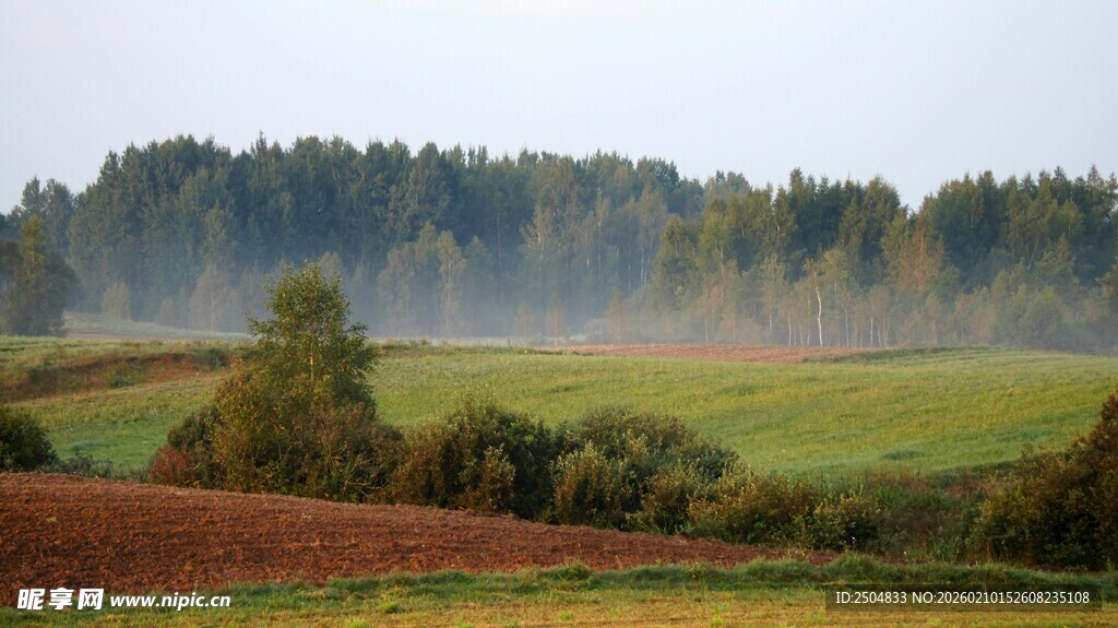 晨雾中的田野与葱郁树林
