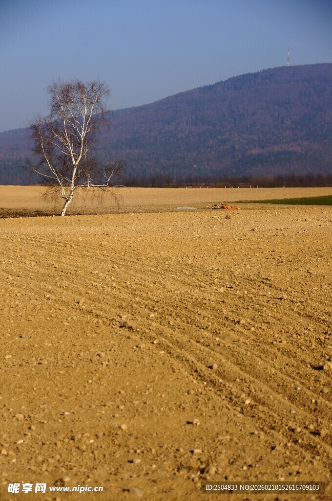 广袤田野中的孤独树木